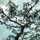 소나무 / Pinus densiflora