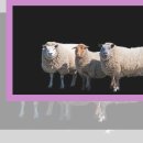 금릉곰돌이약국 이미지