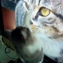 아띠모리 이미지