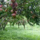 낙원농장4 이미지