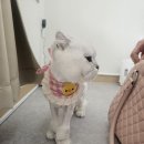 고양이 미용실 방울선생 이미지