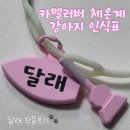 빛나는 강아지 | 밤에도 반짝 반짝 빛나는! 카멜러버 체온계 강아지 인식표 착용 후기💫
