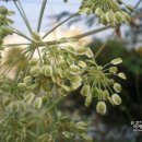 이제이코스메디 이미지