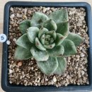 <b>고혼진</b>마리아금