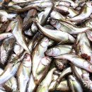 영동중앙시장 이미지