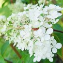 연세백치과의원 이미지