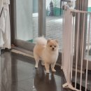 도담도담펫살롱 이미지