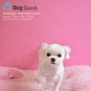 뽀미 애견 미용샵 이미지