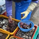 민락어패류시장 | 부산 광안리 회센터 민락 어패류시장 회, 가리비 포장 (용궁상회, 만장굴상회)