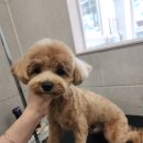 화려하개 이미지