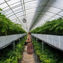 조경희농장 이미지