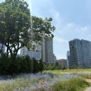 위시나떼 이미지