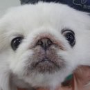 조앤박동물병원 이미지