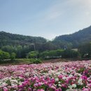 고창북중학교 | (여행) 고창 작약꽃밭