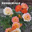 코데츠