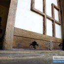 의령 덕교리 강씨고가 이미지