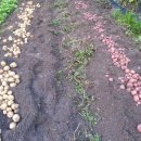 텃밭에 유기농 감자 캐기- (자주 감자의 효능) 이미지
