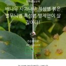 5월29일(수) 배 병충해, 줄달기 종료, 데크앞 제초작업, 이미지