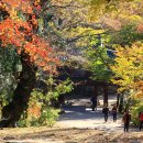 승주 선암사 화려한 날은 가고........ 이미지