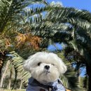 한림공원 | 제주 서쪽여행 코스 | 4월 벚꽃 &amp; 튤립축제 ‘한림공원’ 애견동반 후기