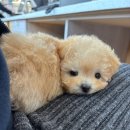 강아지나라 강아지분양 익산점 | 익산강아지무료분양 후기 🐾우리 집에 천사가 왔어요…💕