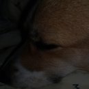 DaDogDaDog 애견카페 이미지