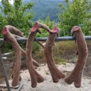 광양사슴농장 이미지