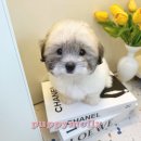 예쁜강아지 이미지