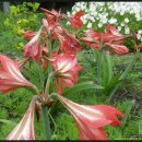 노을과포도향기 이미지