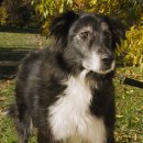 펫케어 동물병원 이미지