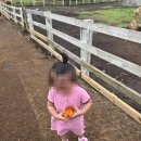 알파카 | 제주 새별프렌즈 후기, 알파카 무서워하더니 결국 토끼 앞에서 용기 낸 아기