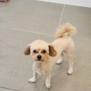 애견미용 이미지