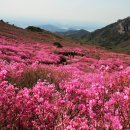 비슬산 이미지