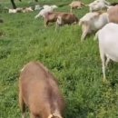 정단농장 이미지