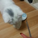 고양이 헛구역질 or 위염/ 뉴트리젠헤어볼 후기
