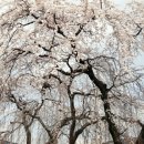 옥룡면사무소 이미지