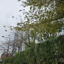 레파스 학동점 이미지