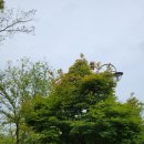 중앙도서관 페달로 옆 이미지