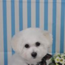 올라펫살롱 이미지