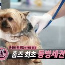 댕댕 하우스 이미지