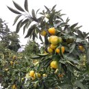 훈이네 농장 이미지