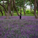 장항체육공원 이미지