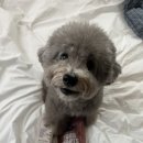 슈퍼염소농장 | 셰퍼드보이팜즈 동결건조 고트밀크 슈퍼후르츠 블렌드후기 산양유, 강아지기호성 ,강아지음수량