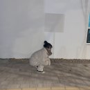 하리몽드 이미지
