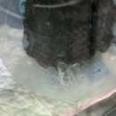 로얄동물메디컬센터 본원 | 걷는 기쁨을 찾아서 – 12살 폴라의 우측 슬개골 탈구 수술 이야기로얄동물메디컬센터 정형외과 수술 사례