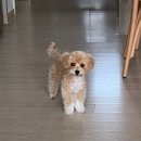 몽그라미펫 이미지