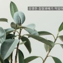 유명찹쌀꽈배기