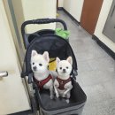 역곡중학교 | 시흥대야역 맛집 &#34; 짬뽕에 미치다 &#34; 삼선짬뽕 재방문후기~