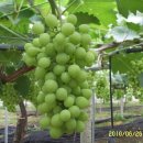 진아농장 이미지