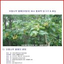 오동나무 열매(오동자) 효소 담그기& 효능 이미지